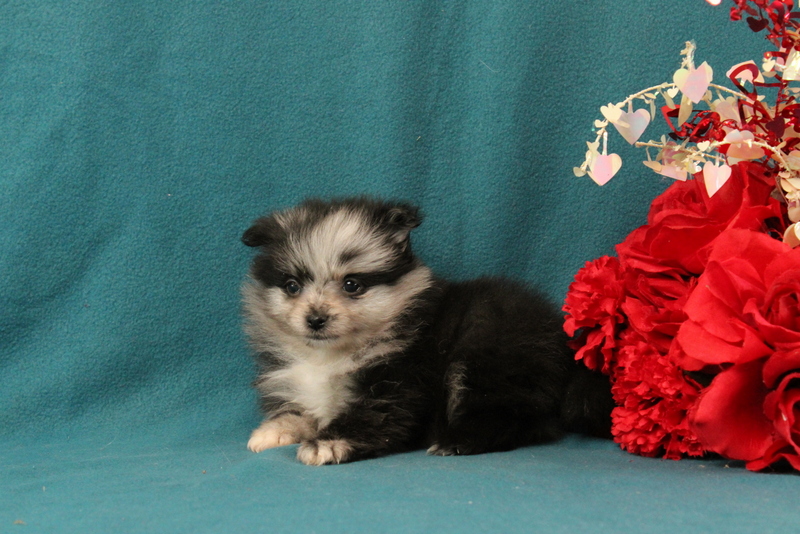 puppy, for, sale, Pomeranian, Matthew B. Stoltzfus, dog, breeder, Gap, PA, dog-breeder, puppy-for-sale, forsale, nearby, find, puppyfind, locator, puppylocator, aca